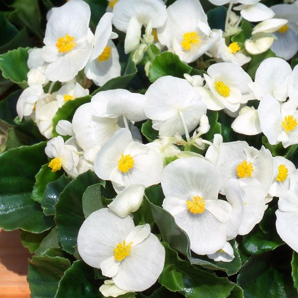 Begonia Heaven White